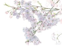 Beautiful Spring Fine Art Print