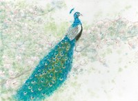 Spring Peacock I Fine Art Print