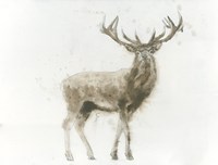 Stag Fine Art Print