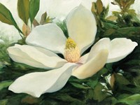 Majestic Magnolia Fine Art Print