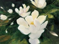 Magnolia Blooms Fine Art Print