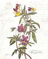 February Violet on White Fine Art Print