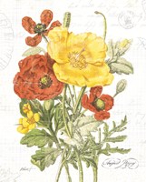 August Poppy on White Fine Art Print