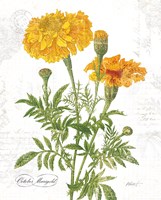 October Marigold on White Framed Print