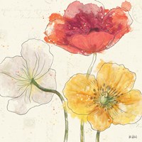 Painted Poppies V Fine Art Print