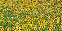 Sunflower field, France Fine Art Print