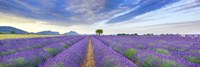 Lavender Field, France Fine Art Print