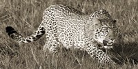 Leopard Hunting Fine Art Print