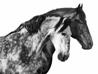 Together Fine Art Print