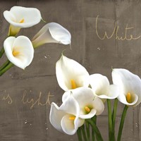 White Callas Fine Art Print