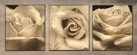 Rose Trio Framed Print