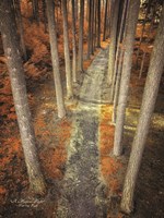 A Magical Flight Fine Art Print