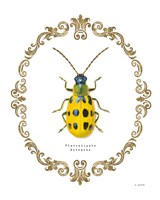 Adorning Coleoptera VII Fine Art Print