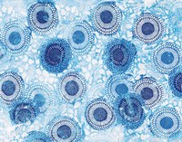 Pinto and Buffalo Flowers Blue Fine Art Print