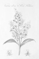 Botany Book XI Framed Print