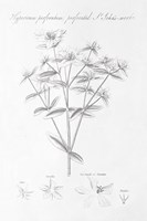 Botany Book X Fine Art Print