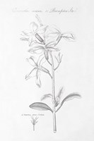 Botany Book IX Framed Print