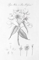 Botany Book VIII Framed Print