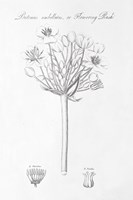 Botany Book VII Framed Print