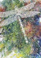 Dragonfly Fine Art Print