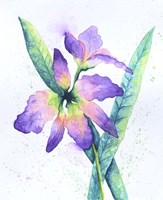 Purple Orchid Fine Art Print