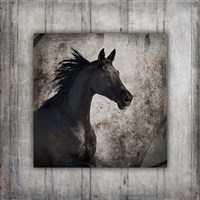 Gypsy Horse Collection V1 5 Framed Print