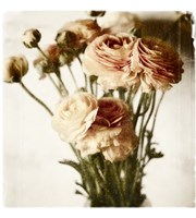 Floral Ranunculus White Soft No Darks Fine Art Print