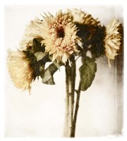 Floral Sunflowers White Soft No Darks Fine Art Print
