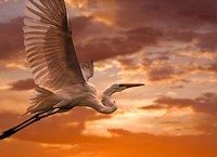 Heron Sunset Fine Art Print