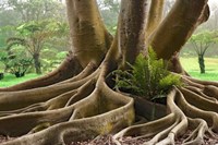Roots Sarasots Big Tree Fine Art Print