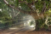 Boca Grande Banyon Street Fine Art Print