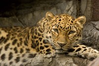 Denver Zoo Snow Leopard Fine Art Print