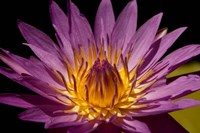 Fairchild Gardens Lily Fine Art Print