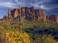 Lost Dutchman flowers Fine Art Print