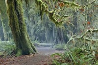 Olympic NP Trail Fine Art Print