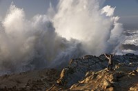 Oregon Shore Acres Guy Huge Wave Fine Art Print