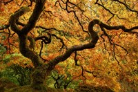 Portland Japanese Garden Fine Art Print