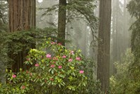 Redwood Fog Rhododendrons Fine Art Print