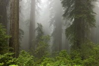 Redwoods NP Fog Fine Art Print