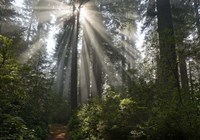 Redwoods NP Ladybird Johnson Lightbeam Fine Art Print