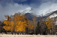 RMNP Aspens and Storm Clouds Fine Art Print