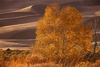 Sand Dunes NP Fine Art Print