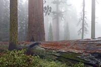 Sequoia Fallen Giant Fine Art Print