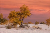 White Sands Yellow Tree Fine Art Print