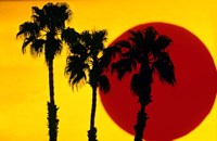 1990S 3 Silhouetted Palm Trees Fine Art Print