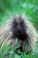 North American Porcupine Erethizon Dorsatum Fine Art Print