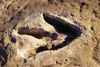 1990S Dinosaur Track Glen Rose Tx Fine Art Print