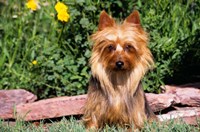 Australian Terrier In Front Of Flowers Fine Art Print