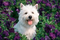 West Highland Terrier Sitting In Petunias Fine Art Print