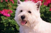 West Highland Terrier Head Shot Fine Art Print